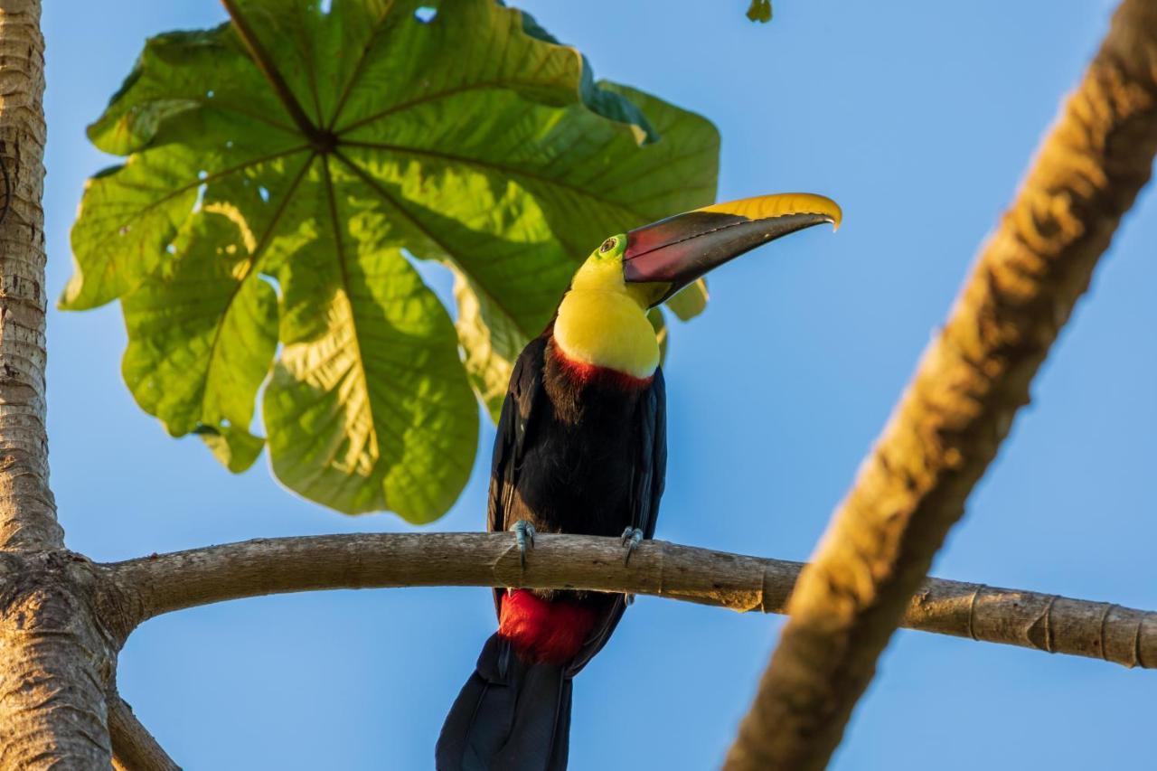 Punta Marenco Lodge Drake Bay Luaran gambar